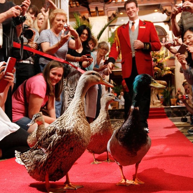 Tennessee’s Most Historic Hotel Is Also Home to a Duck Tradition