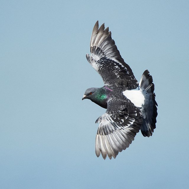 ‘Mind-blowing’: Iron-rich immune cells help homing pigeons navigate