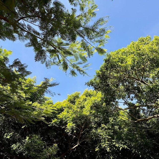 Look at the trees