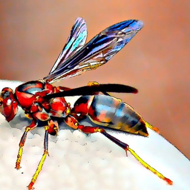 Waspatollah!