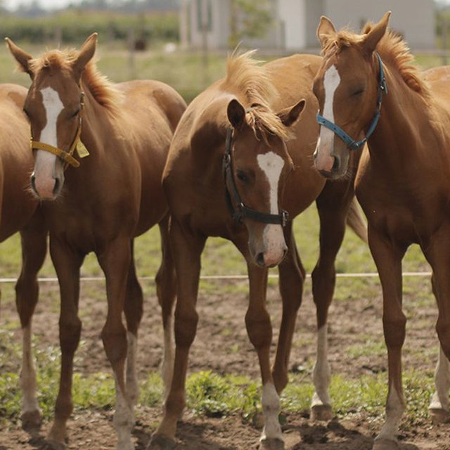 Field of clones: How horse replicas came to dominate polo